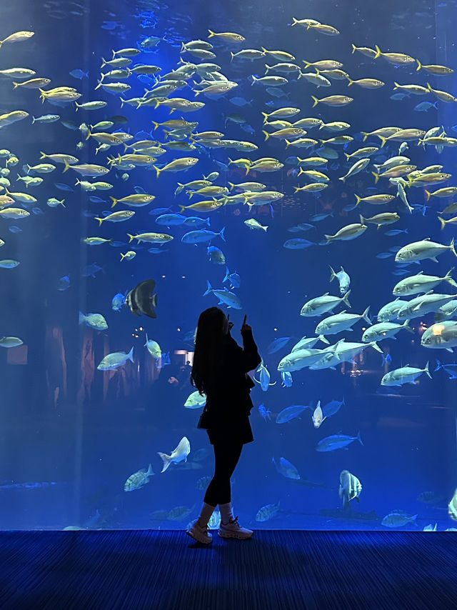 🐬✨【四國水族館——夢幻海底之旅】✨🐋