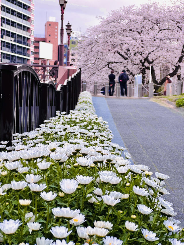 Riverside Reverie: A Sakura Stroll Through Fukuoka's Urban Oasis