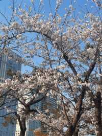 Why Busan is the Ultimate Spring Escape - Cherry Blossoms, Street Eats & Seaside Views