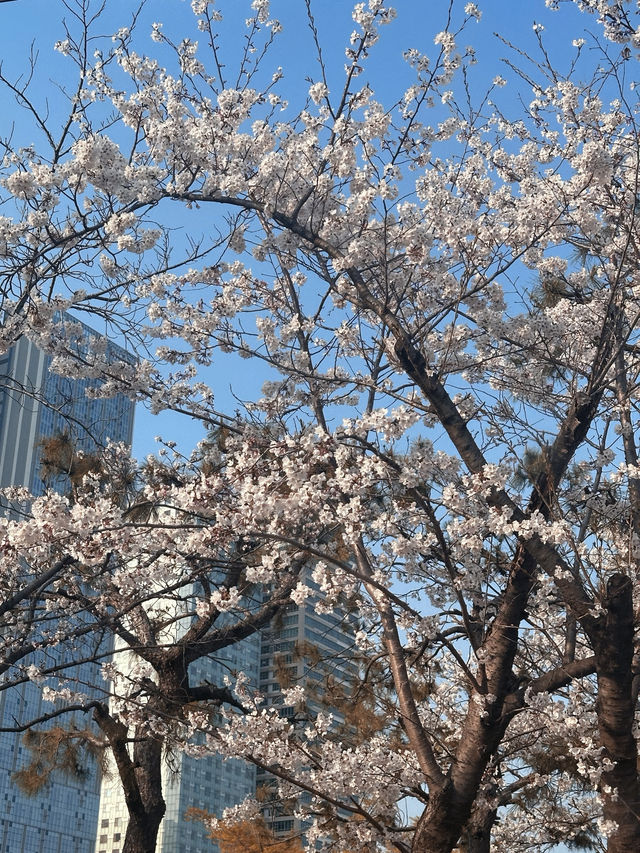 Why Busan is the Ultimate Spring Escape - Cherry Blossoms, Street Eats & Seaside Views