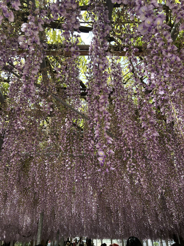 พาชมดอกวิสทีเรีย Nakayama Ofuji Festival