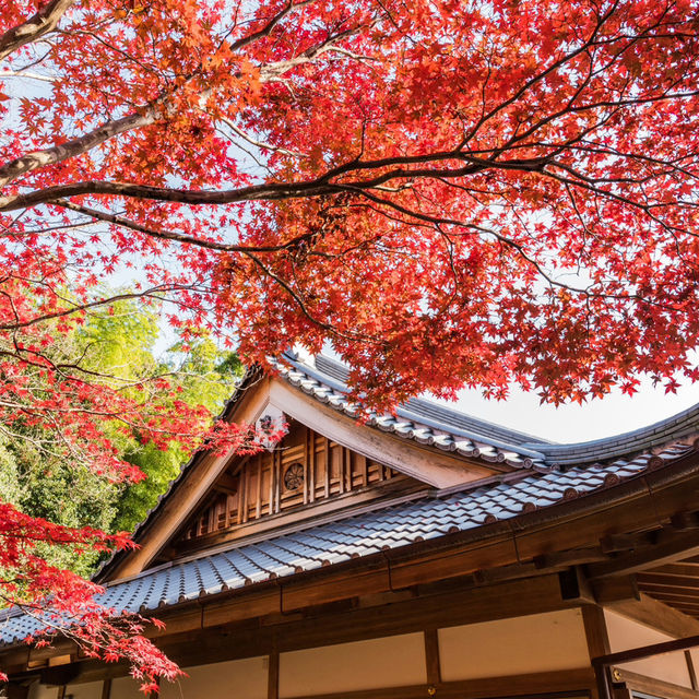 Kyoto – Where Every Blossom Tells a Story