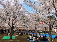 仙台最便捷的市區賞櫻景點---西公園