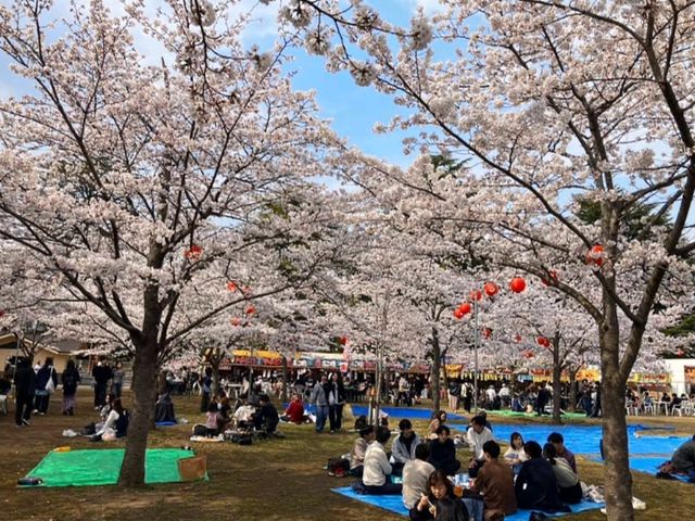 仙台最便捷的市區賞櫻景點---西公園