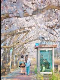 My N-th Spring in Korea, Healed by Cherry Blossoms 🌸
