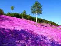 【北海道】日本最大級の芝桜の絨毯「芝ざくら滝上公園」