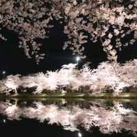 Cherry Blossom Magic After Dark