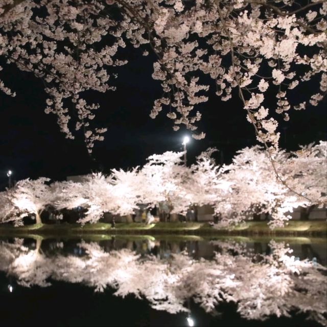 Cherry Blossom Magic After Dark