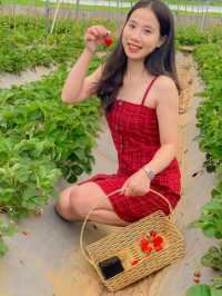 - Mộc Châu