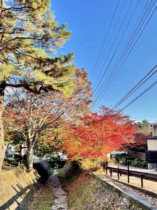 CHERRY BLOSSOMS WITH A VIEW | KAWAGUCHIKO PARK AND MOUNT FUJI