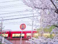 Japan – Blossoms Framing Everyday Life