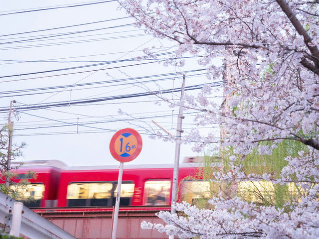 Japan – Blossoms Framing Everyday Life