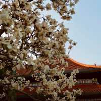 MINAMI PARK OKAZAKI | A PEACEFUL CHERRY BLOSSOM HIDEAWAY 🌸🏞️✨