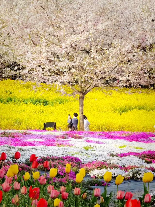 A Thousand Blossoms, One Magical Road — Akagi Senbonzakura Dreamscape