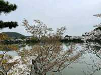 Arashiyama Bamboo Grove – A Serene Escape in Kyoto