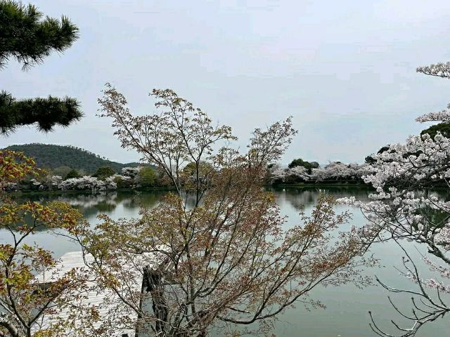 Arashiyama Bamboo Grove – A Serene Escape in Kyoto