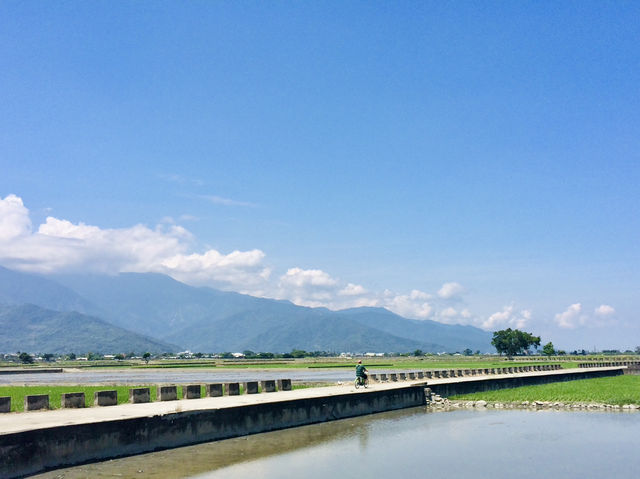 🌿台東伯朗大道｜沉浸在一望無際的翠綠稻田中