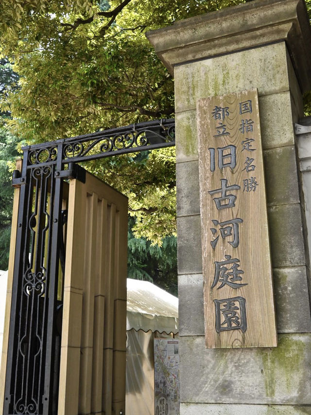【東京/上中里】東京のバラの名所"旧古河庭園"