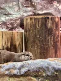 Dive into Wonder: A Day at Lotte World Aquarium