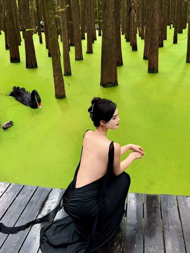 KHU RỪNG "MATCHA" Ở HÀNG CHÂU🍵