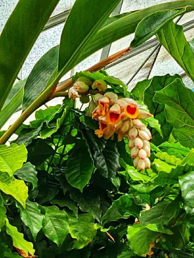Allan Gardens Conservatory – Toronto’s Historic Green Oasis