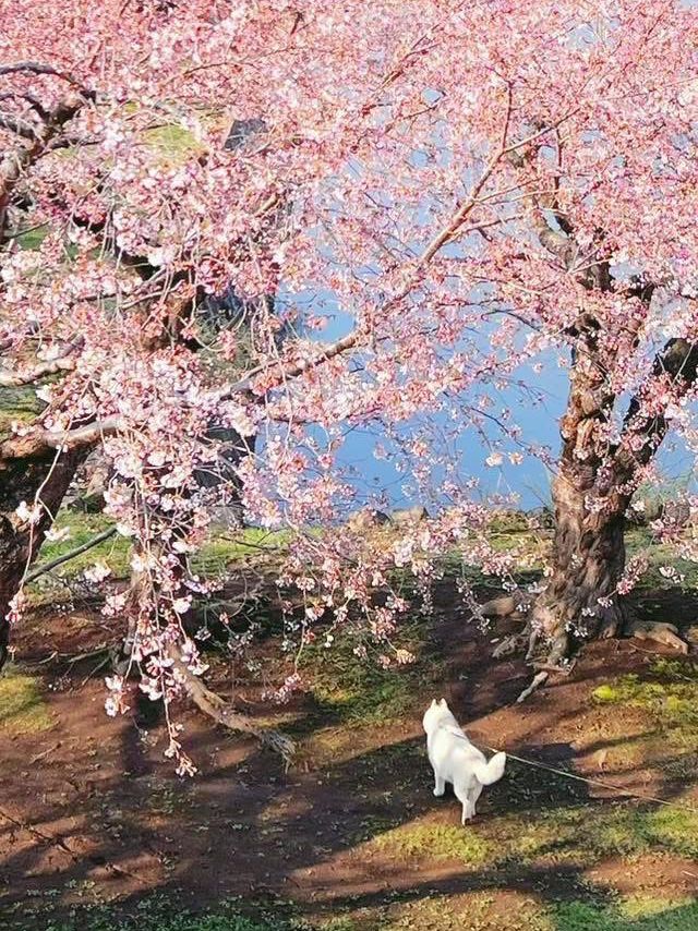 函館🇯🇵 這座美麗的海港城市
