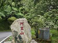 行！走入超完美芬多精仙境～阿里山森林公園