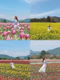 🇰🇷濟州春季限定🌷鬱金香花海