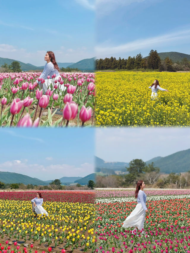 🇰🇷濟州春季限定🌷鬱金香花海