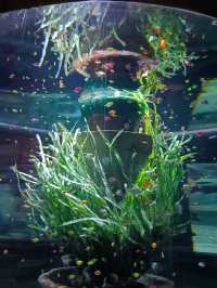 Sea Shell Aquarium Phu Quoc