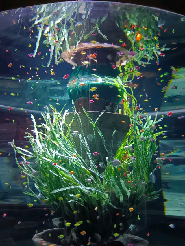 Sea Shell Aquarium Phu Quoc