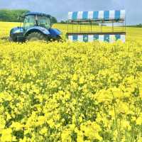 まだ見頃🌼一面黄色い絨毯の菜の花