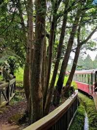 🚂 All Aboard the Red Train: Discovering Alishan Forest's Timeless Charm 🌲🍂