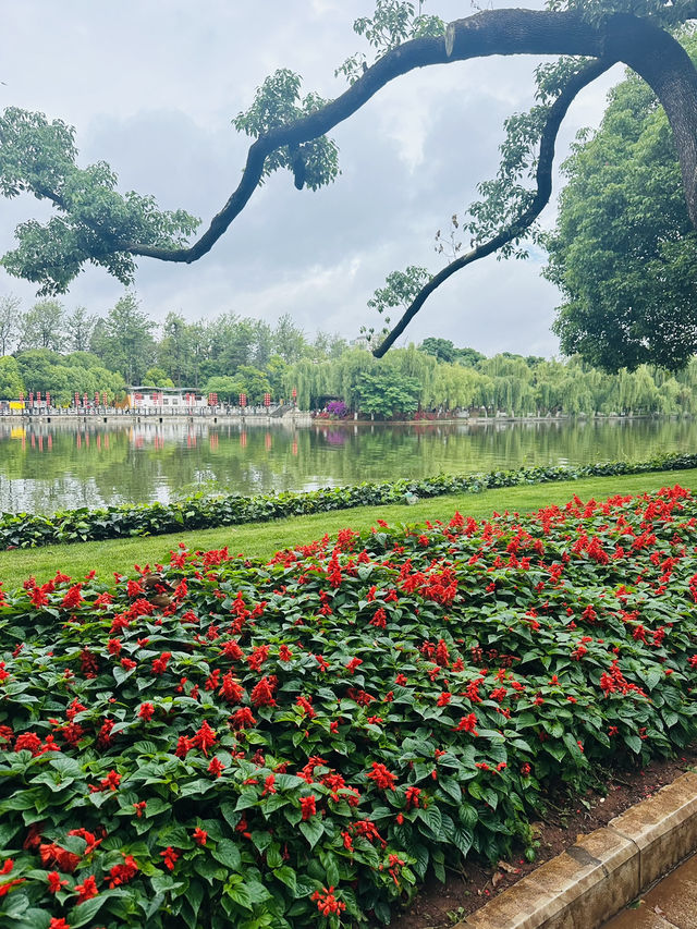 🌸 A Bloom-Filled Getaway to China’s Eternal Spring City🌸