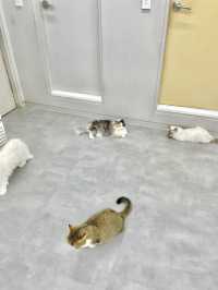 🐱 건대 고양이카페 ‘우주로켓’ 후기 🚀
