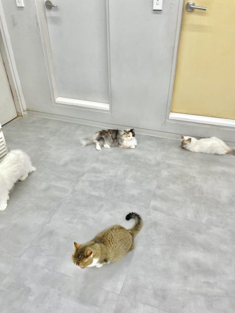 🐱 건대 고양이카페 ‘우주로켓’ 후기 🚀