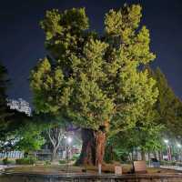 A Lazy Stroll Through Cheongju Jungang Park