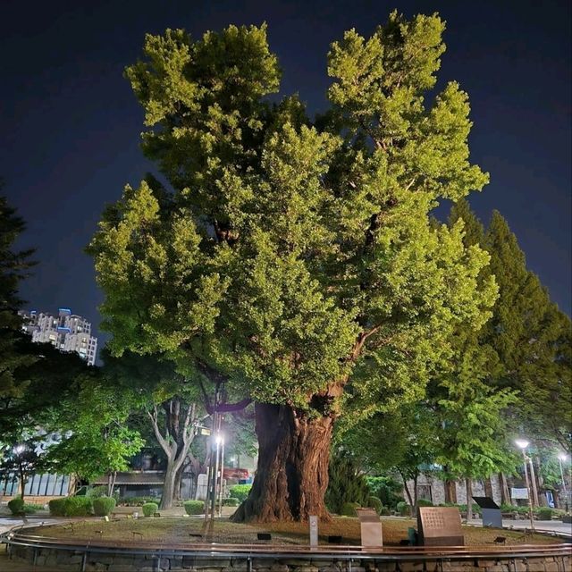 A Lazy Stroll Through Cheongju Jungang Park