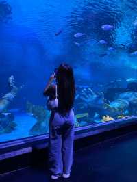 อควาเรีย ภูเก็ต (Aquaria Phuket) 