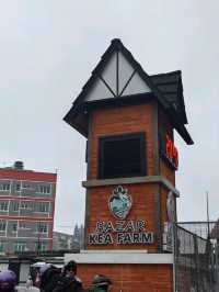 Cameron Highland, Pahang