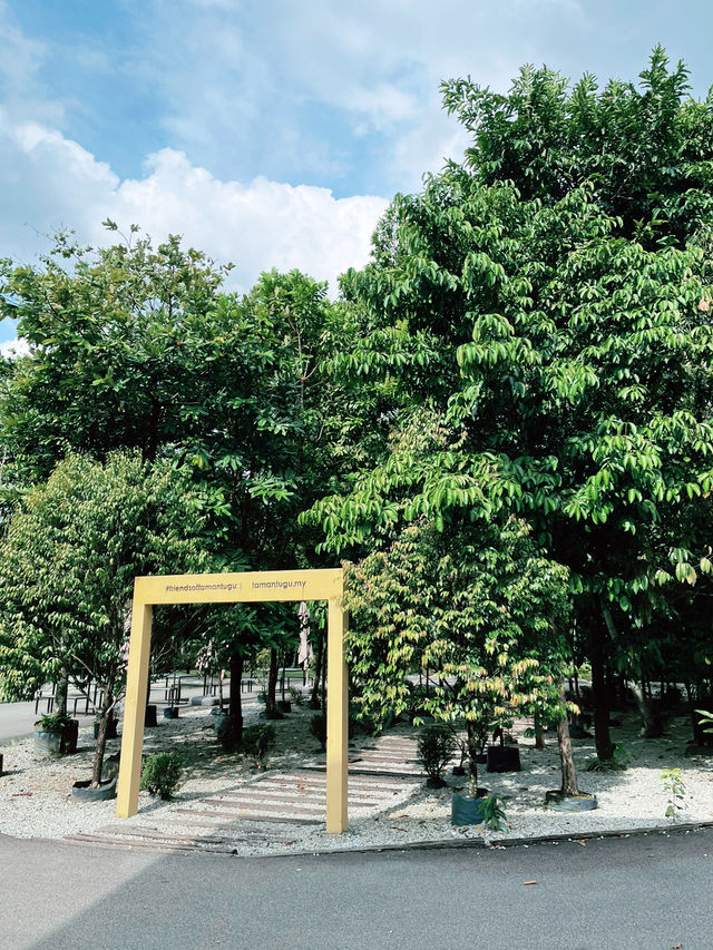 Summer Hiking Escape at Taman Tugu Forest Trail
