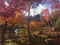 금각사말고 은각사, 지쇼지(慈照寺)