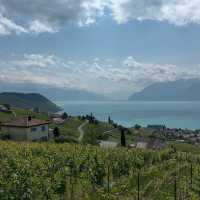 Lavaux Vineyards in Summer: A Sun-Drenched Paradise of Wine & Wanderlust