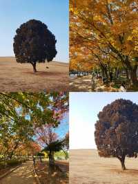 🇰🇷 Seoul Travel Spots 