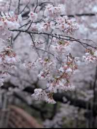 🌸長野・高遠城址公園｜「天下第一の桜」と称される絶景の桜名所