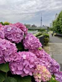 繡球花@舊中川水邊公園