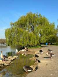 Christchrch Meadows