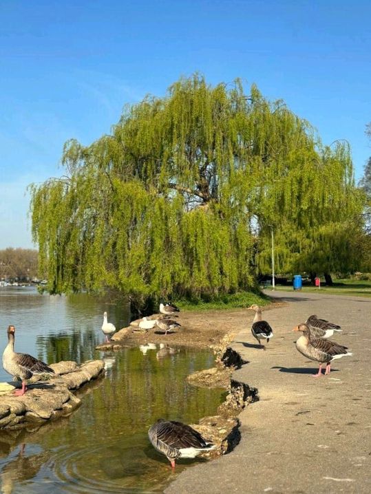 Christchrch Meadows