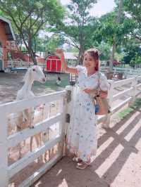 Family Park Pattaya ฟาร์มแกะ พัทยา
