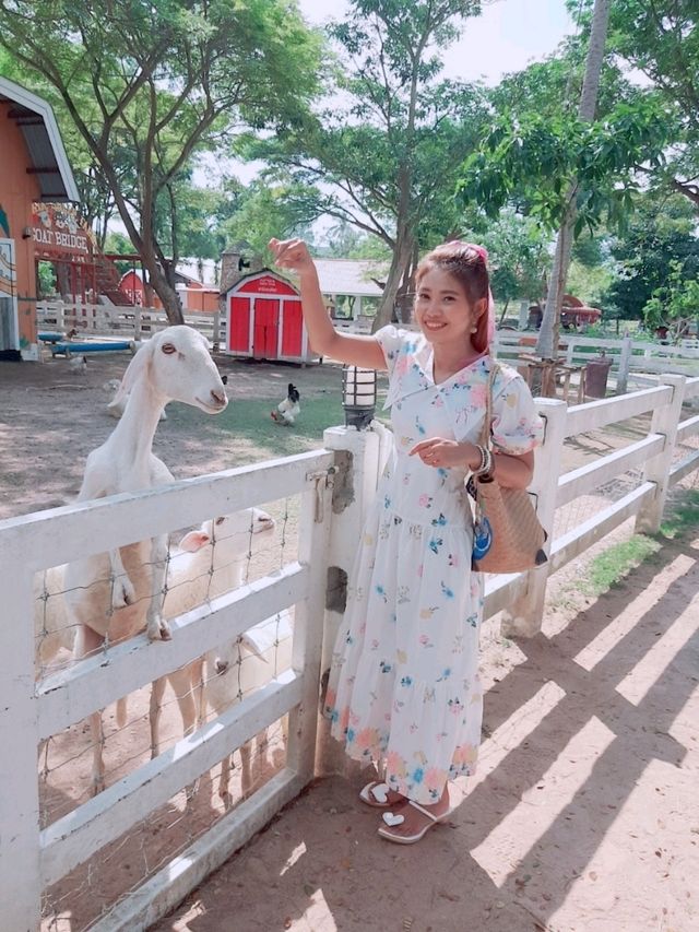 Family Park Pattaya ฟาร์มแกะ พัทยา